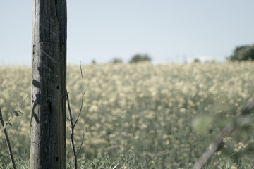 Landscape view of rapeseed fields 