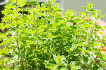 Healthy organic heirloom fresh Mediterranean oregano plant growing in pot on the balcony on a sunny spring day. Edible herbs and vegetables for urban gardening in Trento city, Italy, Europe