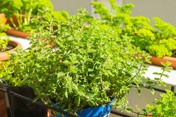 Organic heirloom fresh Mediterranean oregano plant growing in pot on the balcony on a sunny spring day. Curly parsley on the background. Edible herbs, flowers and vegetables for urban gardening.