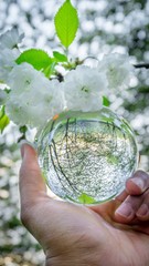 A hand holding a crystal ball for optical illusion. Known as an orbuculum, is a crystal or glass ball and common fortune telling object. Performance of clairvoyance and scrying