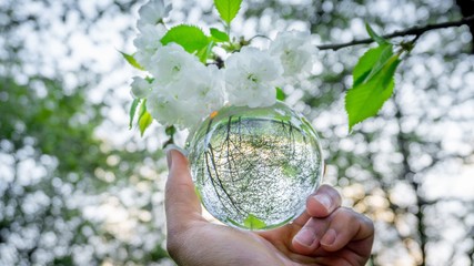 A hand holding a crystal ball for optical illusion. Known as an orbuculum, is a crystal or glass ball and common fortune telling object. Performance of clairvoyance and scrying