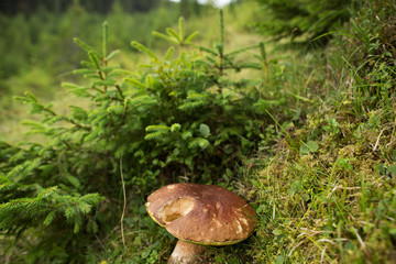 mushroom in the moss in the mountains