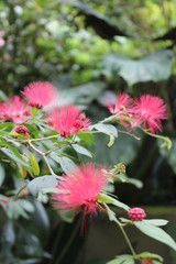 Obraz premium pink flowers in the Brooklyn Botanical Gardens