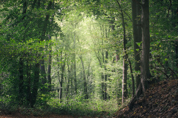 Fototapeta na wymiar path in natural green woods in sun light