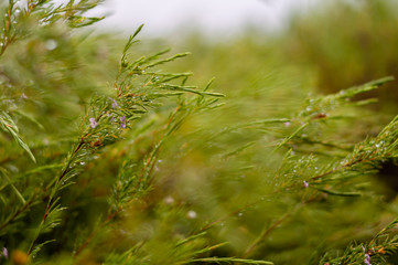 Plants fresh after the rain.