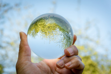 A hand holding a crystal ball for optical illusion. Known as an orbuculum, is a crystal or glass ball and common fortune telling object. Performance of clairvoyance and scrying