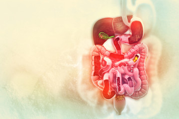 Human digestive system on scientific background