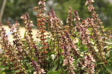 Basil flowers in garden. India