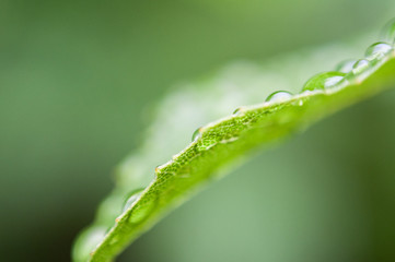 Plants fresh after the rain.