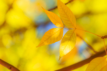 Naklejka na ściany i meble The yellow leaves of autumn
