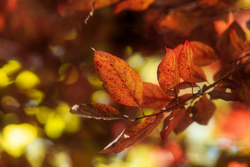 The yellow leaves of autumn