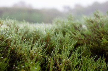 Plants fresh after the rain.