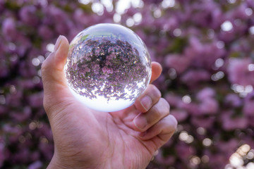 A hand holding a crystal ball for optical illusion. Known as an orbuculum, is a crystal or glass ball and common fortune telling object. Performance of clairvoyance and scrying