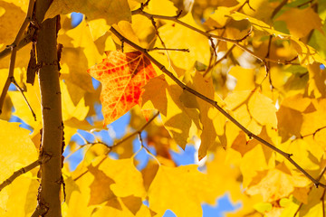 The yellow leaves of autumn