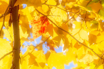 The yellow leaves of autumn