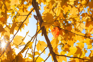 The yellow leaves of autumn