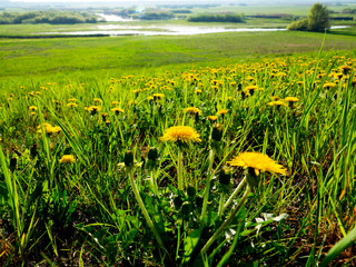 Mniszek pospolity, mniszek lekarski (Taraxacum officinale) kwitnący w Biebrzańskim Parku Narodowym  - obrazy, fototapety, plakaty