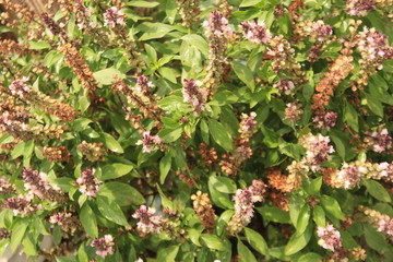 Cinnamon basil or Mexican spice basil(Ocimum basilicum) plants and flowers.