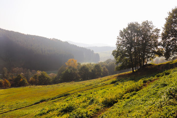 trees on meadow landscape in early autumn panorama