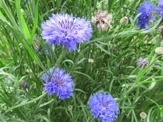 Blue flowers