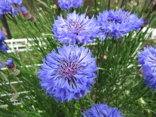 Blue flowers