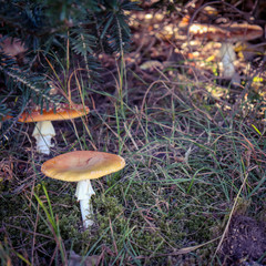 Mushrooms with brown caps hidden in forest grass