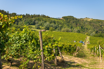 Fototapeta na wymiar View of Italian Monferrato vineyards, Unesco world heritage