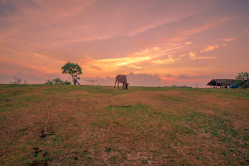 The natural background of the morning sunrise by the sea, with the trees surrounding the beach (coconut trees), blurred breezes, peaceful atmosphere and fresh air, seen during travel 