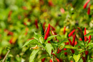 Take a close-up shot of red pepper