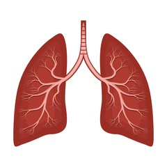 Human lungs anatomy diagram. Illness respiratory cancer graphics; bronchial system. Organ symbol.