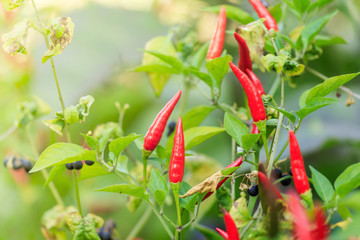 Take a close-up shot of red pepper