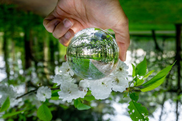 A hand holding a crystal ball for optical illusion. Known as an orbuculum, is a crystal or glass ball and common fortune telling object. Performance of clairvoyance and scrying