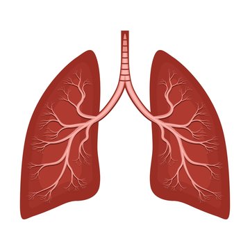 Human lungs anatomy diagram. Illness respiratory cancer graphics; bronchial system. Organ symbol.