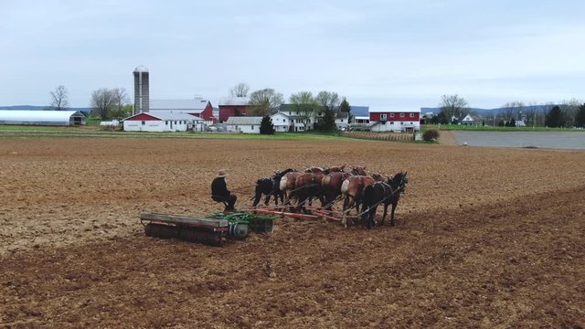 A horse farmer, unrecognizable, prepares soil with a heavy cultipacker, horse drawn agricultural machinery, planting seeded crops, traditional farm with red and white buildings in background