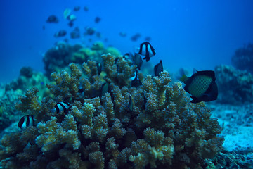 coral reef underwater / lagoon with corals, underwater landscape, snorkeling trip