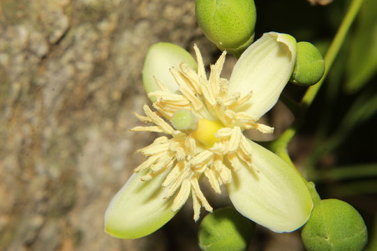Aegle marmelos or bael flower closeup.