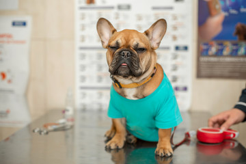 Cute puppy of French Bulldog breed at a vet doctor's appointment..A portrait of a dog that awaits the examination of the doctor sitting on the table in the hospital