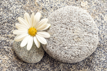 Fototapeta na wymiar Stone and pebble background with a daisy