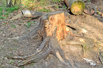 felled tree stump