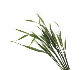 Green young ears of wheat isolated on white background with clipping path
