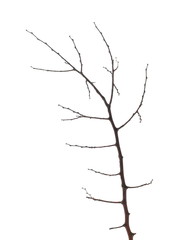 Fototapeta premium Twig, branch isolated on white background