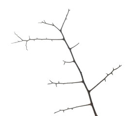 Twig, branch isolated on white background