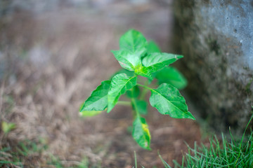 Blurred natural background of green leaves (papaya) has a small, pointed shape. It is beautiful along the growing line. The results can be eaten, a food that helps to excrete. 