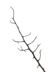 Twig, branch isolated on white background