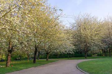 Park in Paris with a pedestrian. Taken during spring. View of white sakura flowers or cherry blosooms. Good for family recreation or sport.