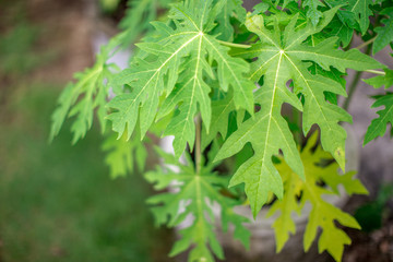 Blurred natural background of green leaves (papaya) has a small, pointed shape. It is beautiful along the growing line. The results can be eaten, a food that helps to excrete. 