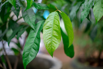 Blurred natural background of green leaves (papaya) has a small, pointed shape. It is beautiful along the growing line. The results can be eaten, a food that helps to excrete. 