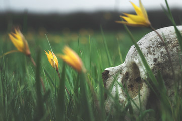 Real human skull on a background of nature meadow flowers. Remains of medieval warrior on the battlefield. Gothic cover