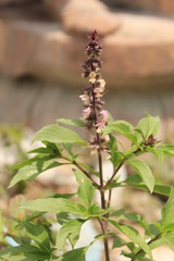 Ocimum tenuiflorum (synonym Ocimum sanctum), commonly known as holy basil, tulasi (sometimes spelled thulasi) or tulsi, is an aromatic perennial plant in the family Lamiaceae..