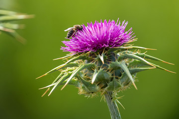 Bee on a thistle flower, pollinating